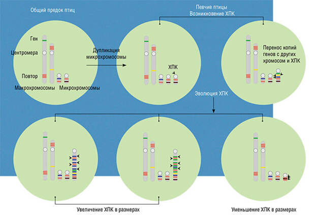 Наш сценарий возникновения и эволюции ХПК. Мы полагаем, что она появилась у общего предка в результате дупликации одной из микрохромосом. В ней случайно оказались гены, полезные для развития и функции половых клеток, и эта мутация была подхвачена естественным отбором. Затем в нее переносились копии различных генов и повторенных последовательностей ДНК с других хромосом и самой ХПК (разные в разных филогенетических линиях), и она увеличивалась в размерах. В некоторых линиях увеличения не происходило, или оно поворачивало вспять за счет делеций (потерь)