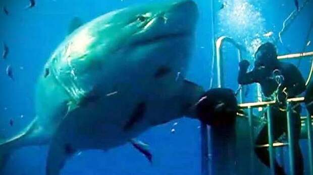 1 - Гигантская белая акула - Deep Blue акула, животные, людоед, океан