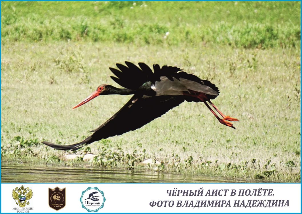 Заповедные мгновения