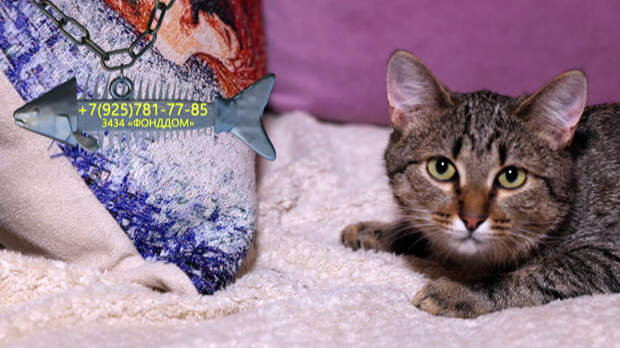 Игривая Антоновка