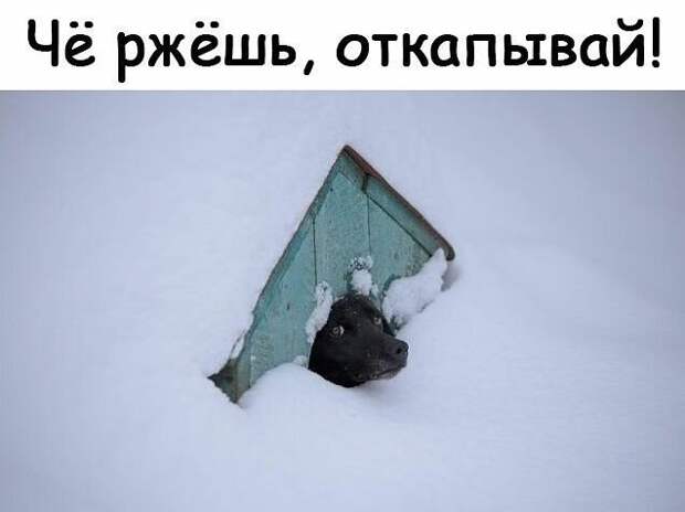 Прикольные и смешные картинки