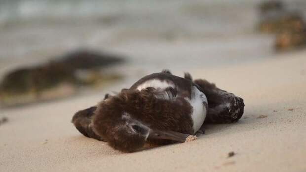 Душераздирающие снимки мертвых морских птиц с желудками, набитыми океанским пластиком загрязнение, земля, окрущающая среда, пластик, природа, птицы