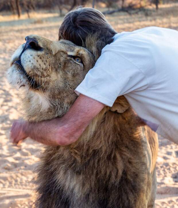 11 лет дружбы между человеком и львом (4)