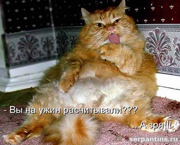 Кулинарные котоматрицы