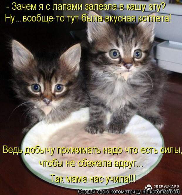 Лучшие котоматрицы недели (50 фото)