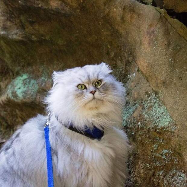 Гэндальф кот, кот-путешественник 
