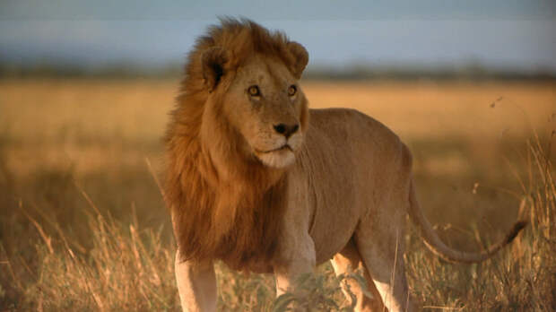Масайский лев - член так называемой большой африканской пятерки. /Фото:tcc.com.ua