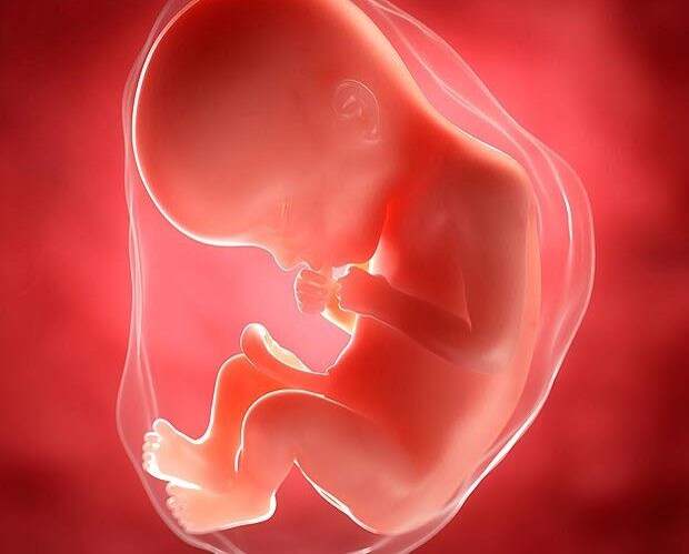 Учёные заявили, что у людей возможно “непорочное зачатие”