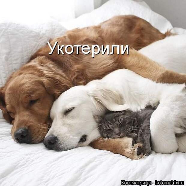 Лучшие котоматрицы недели (50 фото)