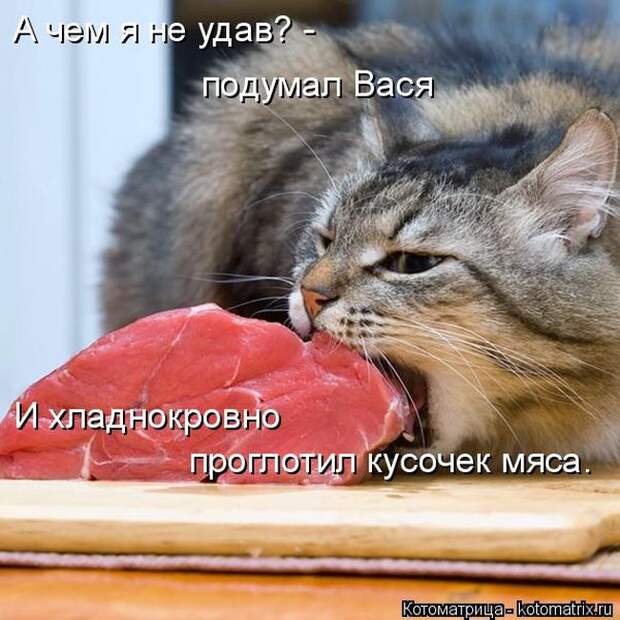 Забавные котоматрицы