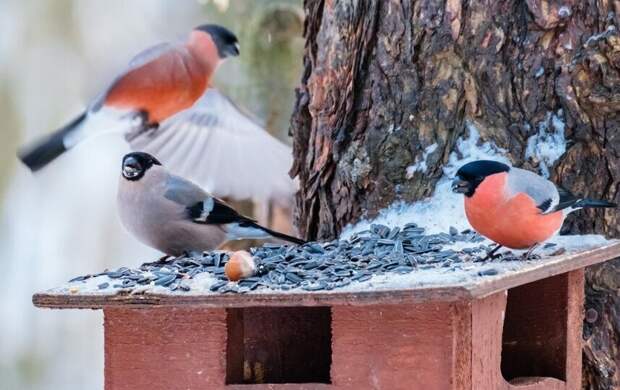 Синоптик рассказал, почему 27 февраля будет самым теплым днем с начала года в Петербурге