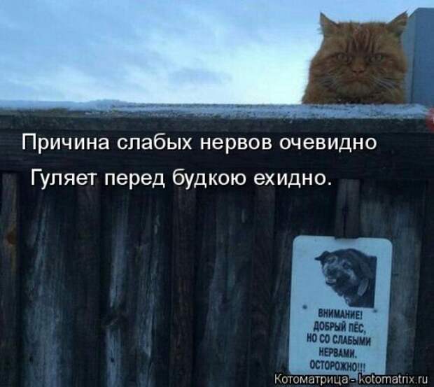 Свежая котоматрица (20 фото)