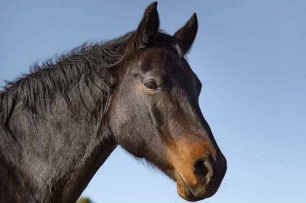 В Перми лошадь протащила ребенка по снегу во время катания на санях