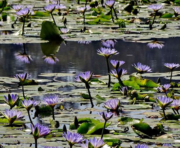 Ветланды в жаркий день...