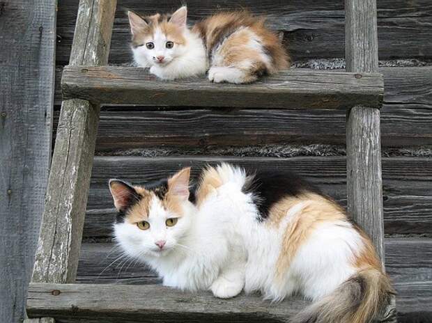 11 кошек и их очаровательные мини-копии