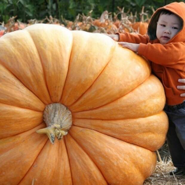 Тыква ‘Atlantic Giant’
