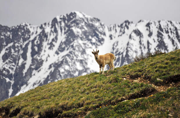 Altai Mountains