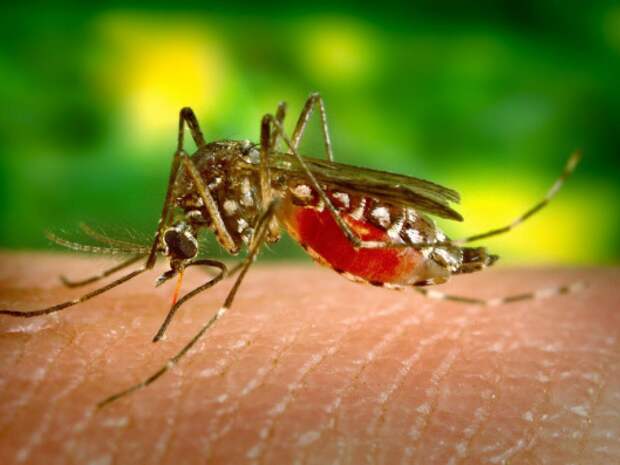 Энтомолог Хряпин: комары боятся запаха лимонного эвкалипта и дыма