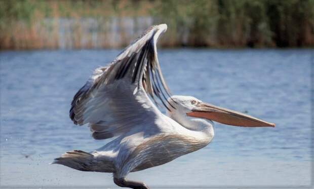 Коргалжынский заповедник: колония розовых фламинго в Центральном Казахстане