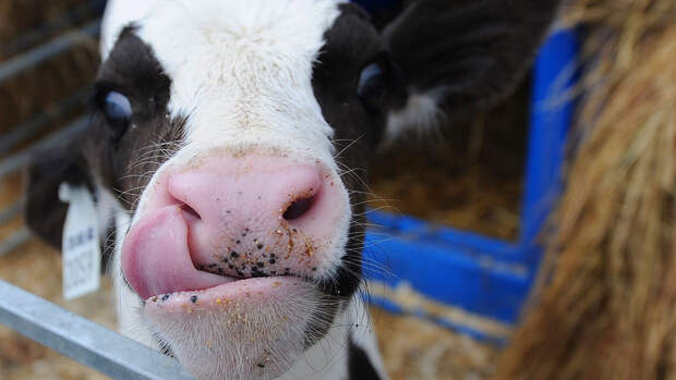 AFP:  высокие концентрации вируса H5N1 нашли в молоке зараженных коров