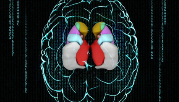 Brain 23. Гены мозг. Генетика мозга человека. Исследование генетических вариаций мозга. Мозги одинаковые по размеру.