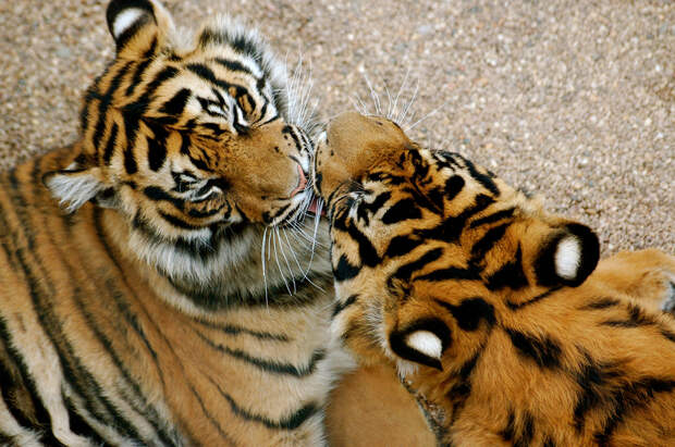 Kissing Animals
