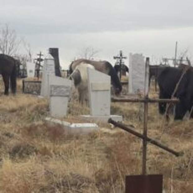 На кладбище в Шымкенте пасутся лошади