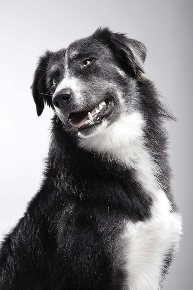Марти. Родился в феврале 2014.  Фото: K9Friends.