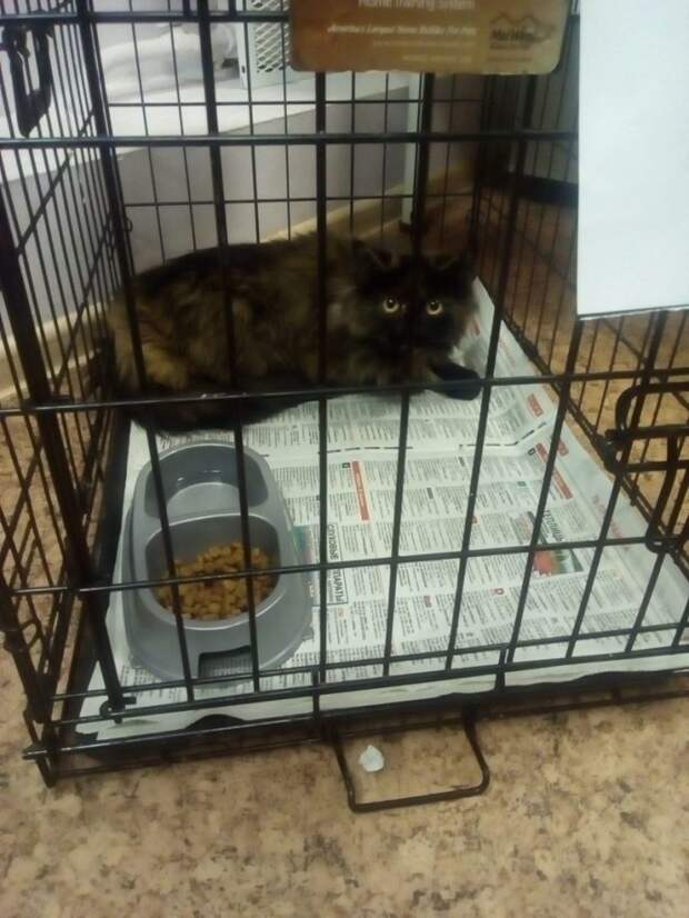Без кота и жизнь не та