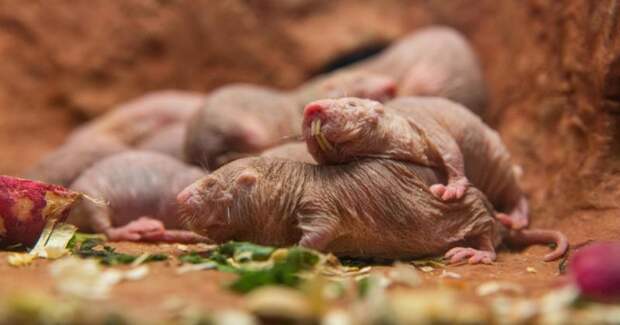 Супермены или суперзлодеи? Зачем голые землекопы забирают детей в рабство