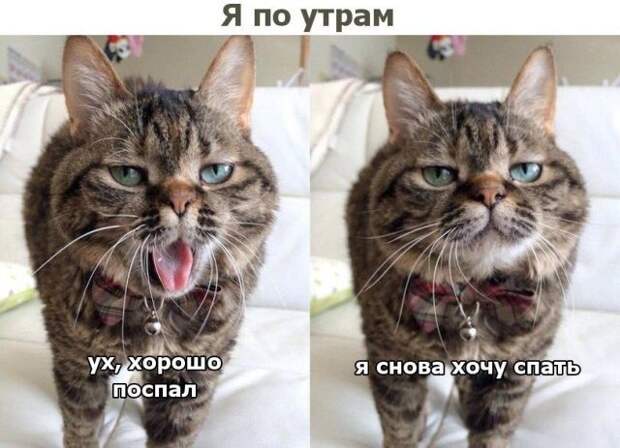 Подборка картинок. Дневной выпуск (50 фото)
