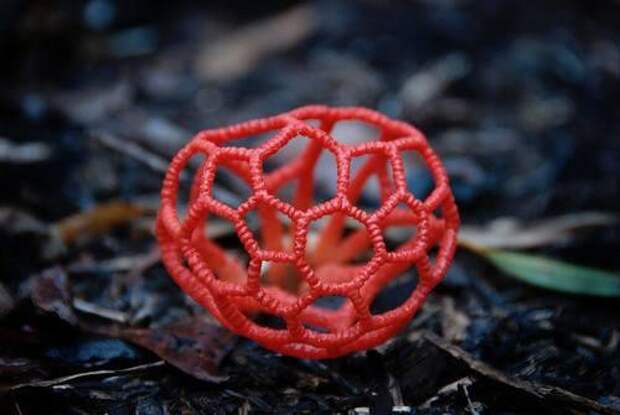 2. Гриб – сетка (Clathrus ruber) грибы, природа, факты