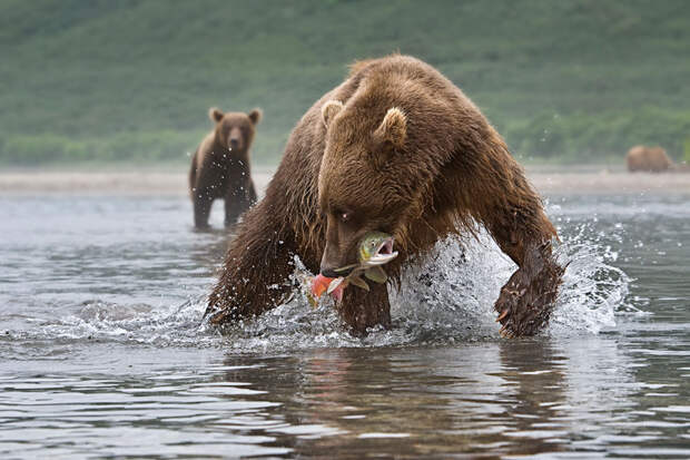 Медведи на Камчатке. Часть 3