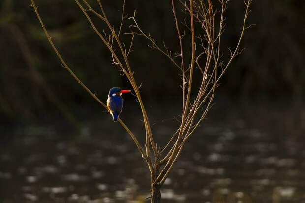 wildlife