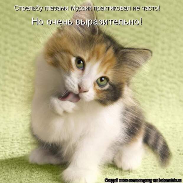 Лучшие котоматрицы недели (50 фото)