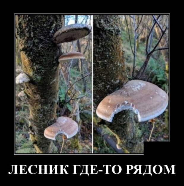 Демотиваторы (20 фото)