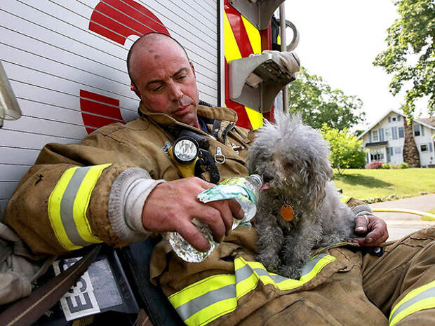 firefighters-rescuing-animals-saving-pets-54-5729f8049e801__605