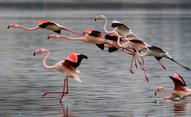 Фламинго взлетают с озера в Ларнака, Кипр