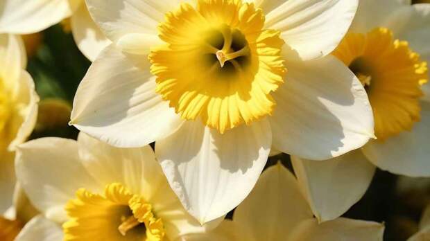 Какие цветы вызывают головную боль