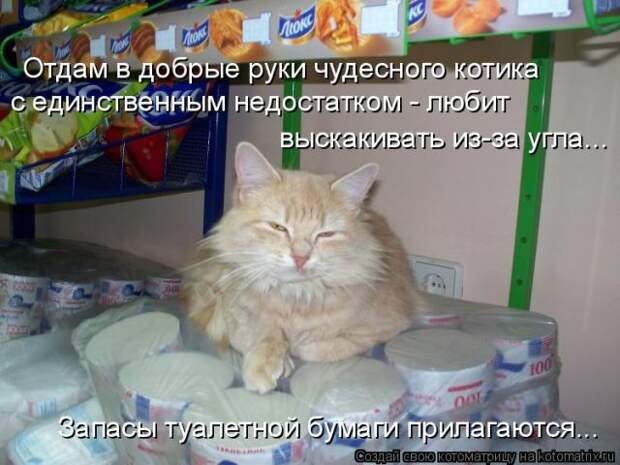 Лучшие котоматрицы недели (50 фото)