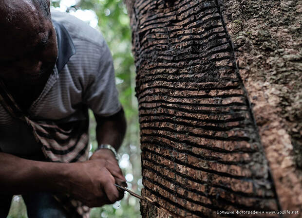 Амазонская фабрика любви