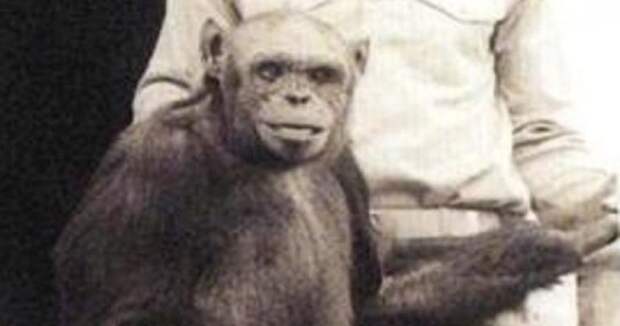 Картинки по запросу По утверждению известного учёного, сто лет назад родился ребёнок от человека и обезьяны
