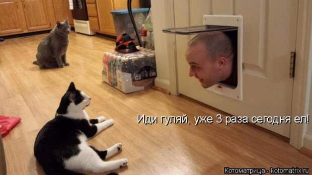 Забавные котоматрицы