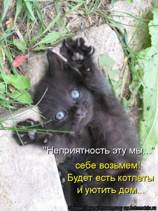 Свежая котоматрица для настроения (35 фото)