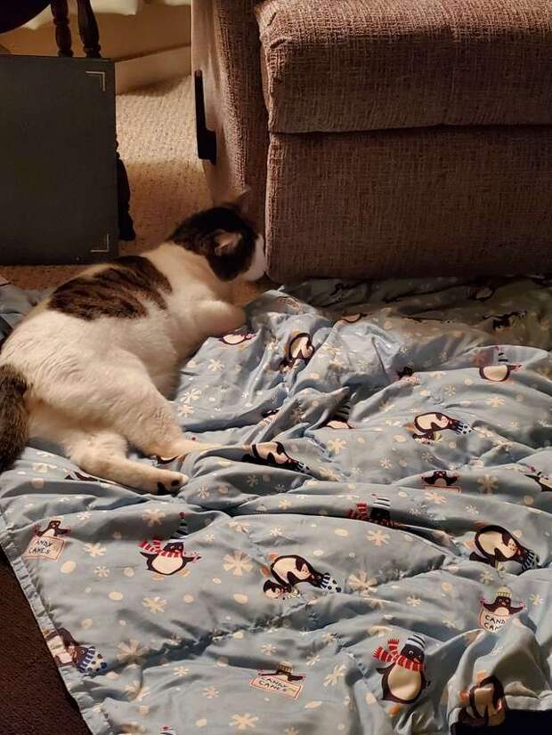 кот на кровати