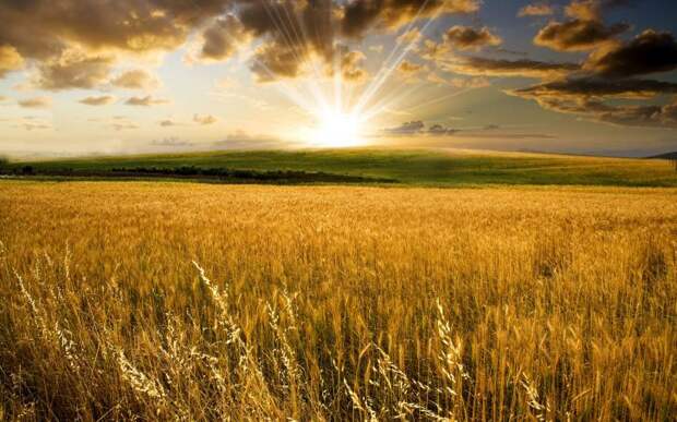 Россия может остаться мировым лидером по экспорту пшеницы в следующем году