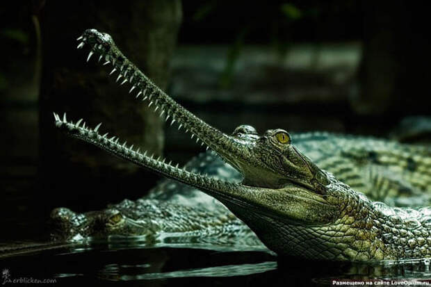 Портреты животных