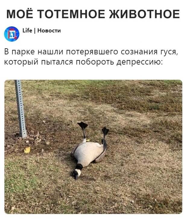 Подборка картинок (21 фото)
