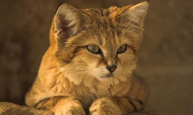 Здесь водится арабский песчаный кот — создание нелегально милой внешности. Охота и добыча этих животных запрещена законом, но многие туристы приезжают в пустыню как раз с этой целью.