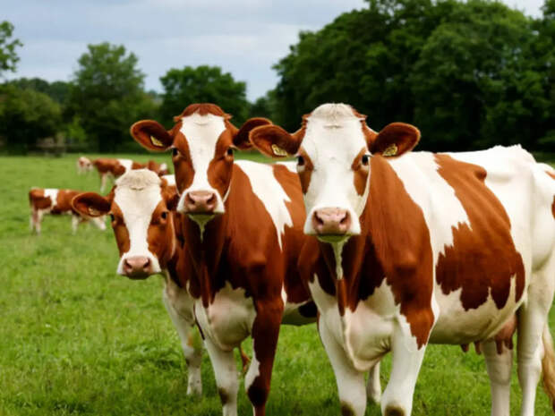 Губернатор заявил, что новые случаи пастереллеза не выявлялись уже 15 дней